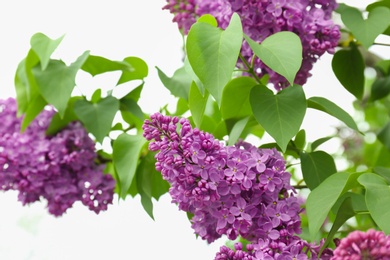 Blossoming lilac outdoors on spring day