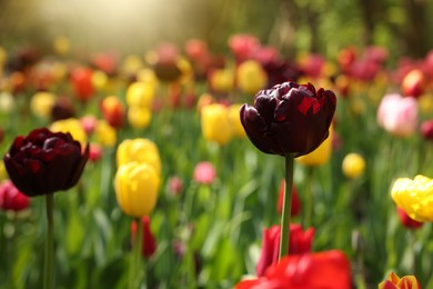 Photo of Beautiful bright tulips growing outdoors on sunny day, closeup