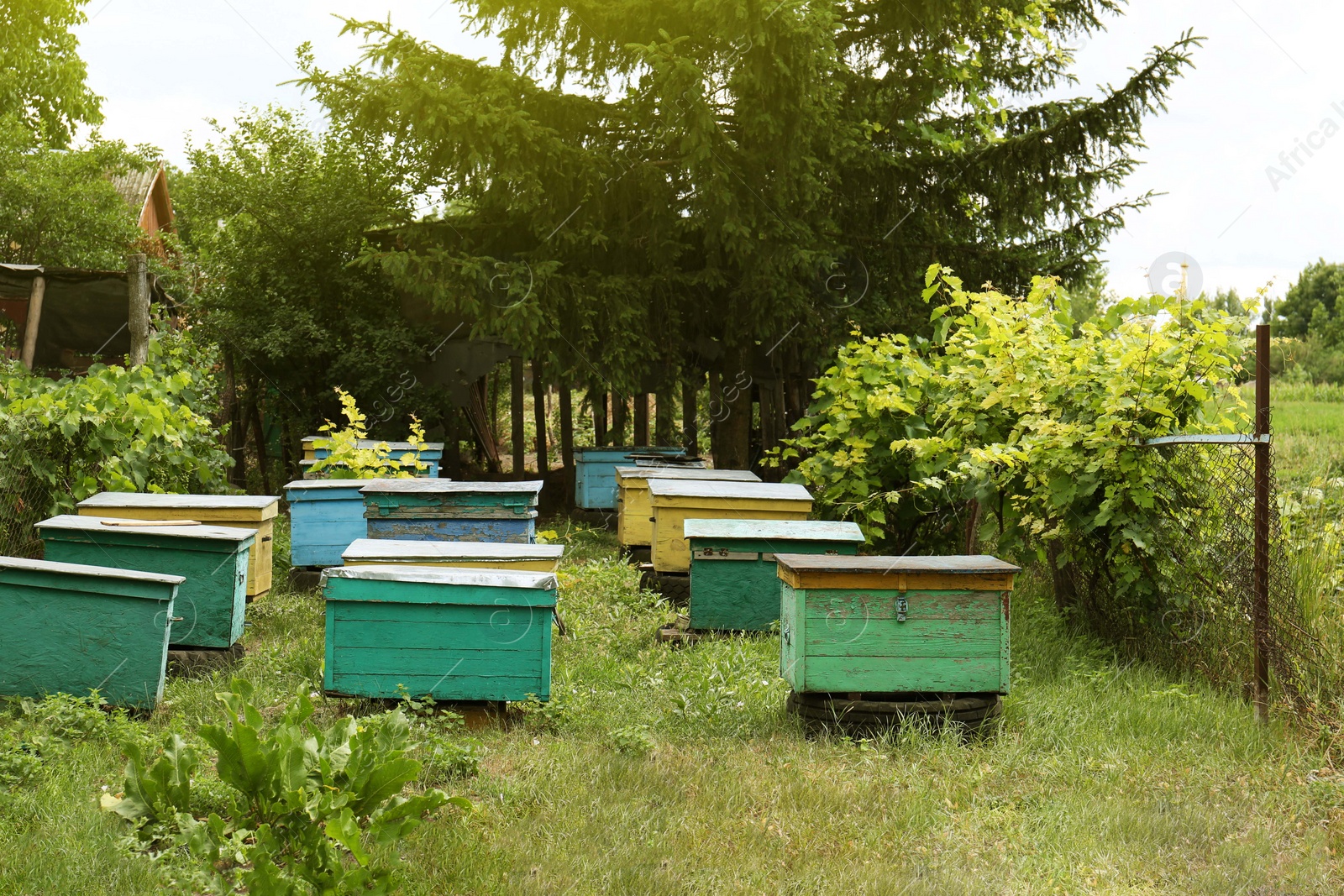 Photo of Many colorful bee hives at apiary outdoors