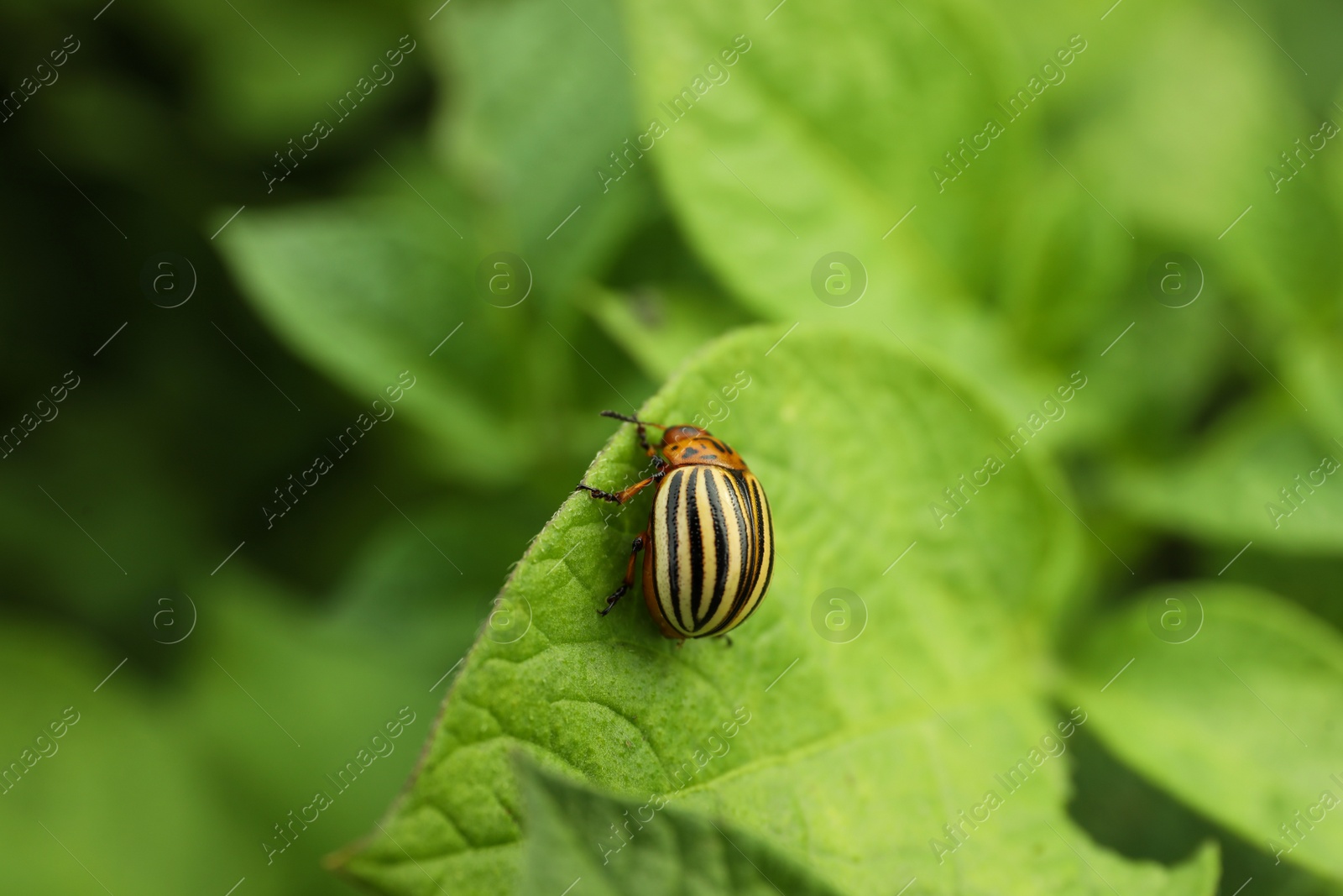 Photo of Colorado potato beetle on green plant outdoors, closeup. Space for text