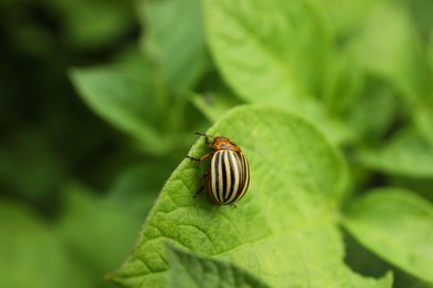 Photo of Colorado potato beetle on green plant outdoors, closeup. Space for text