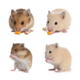 Image of Set with cute funny hamsters on white background