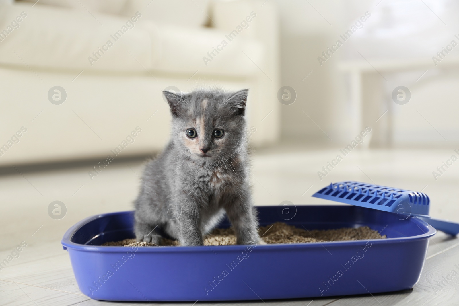 Photo of Cute British Shorthair kitten in litter box at home