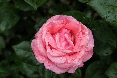 Photo of Beautiful pink rose flower with dew drops in garden, above view