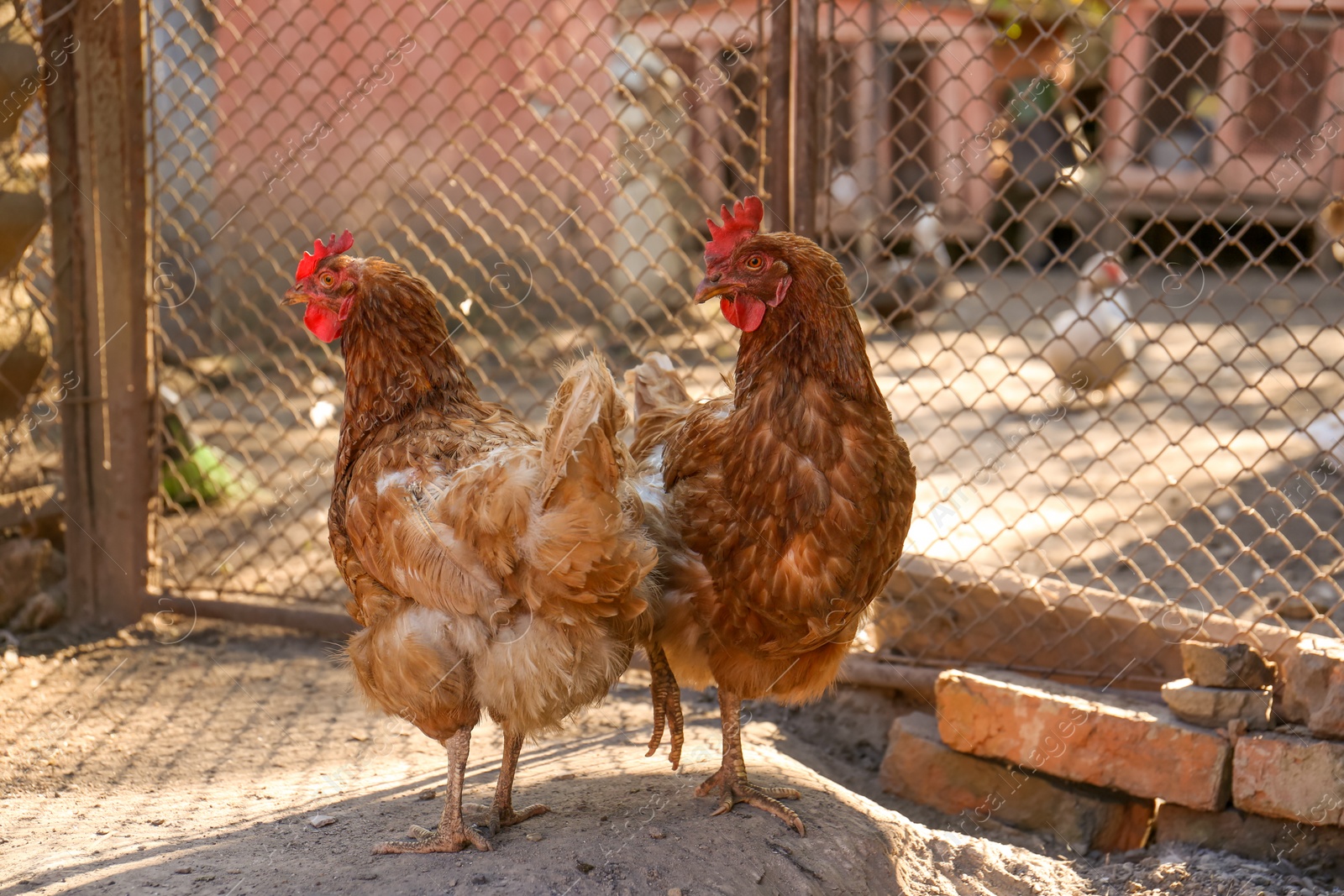 Photo of Two beautiful hens in yard. Domestic animals