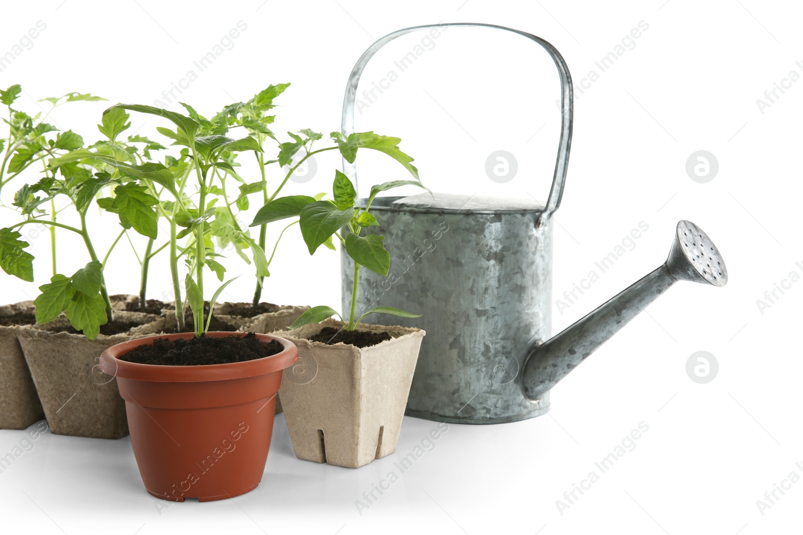 Photo of Different seedlings and watering can isolated on white