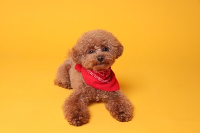 Photo of Cute Maltipoo dog with bandana on orange background