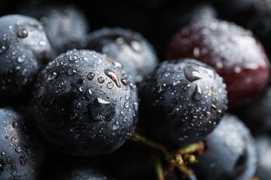 Photo of Fresh ripe juicy black grapes as background, closeup view