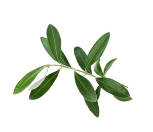 Twig with fresh green olive leaves on white background