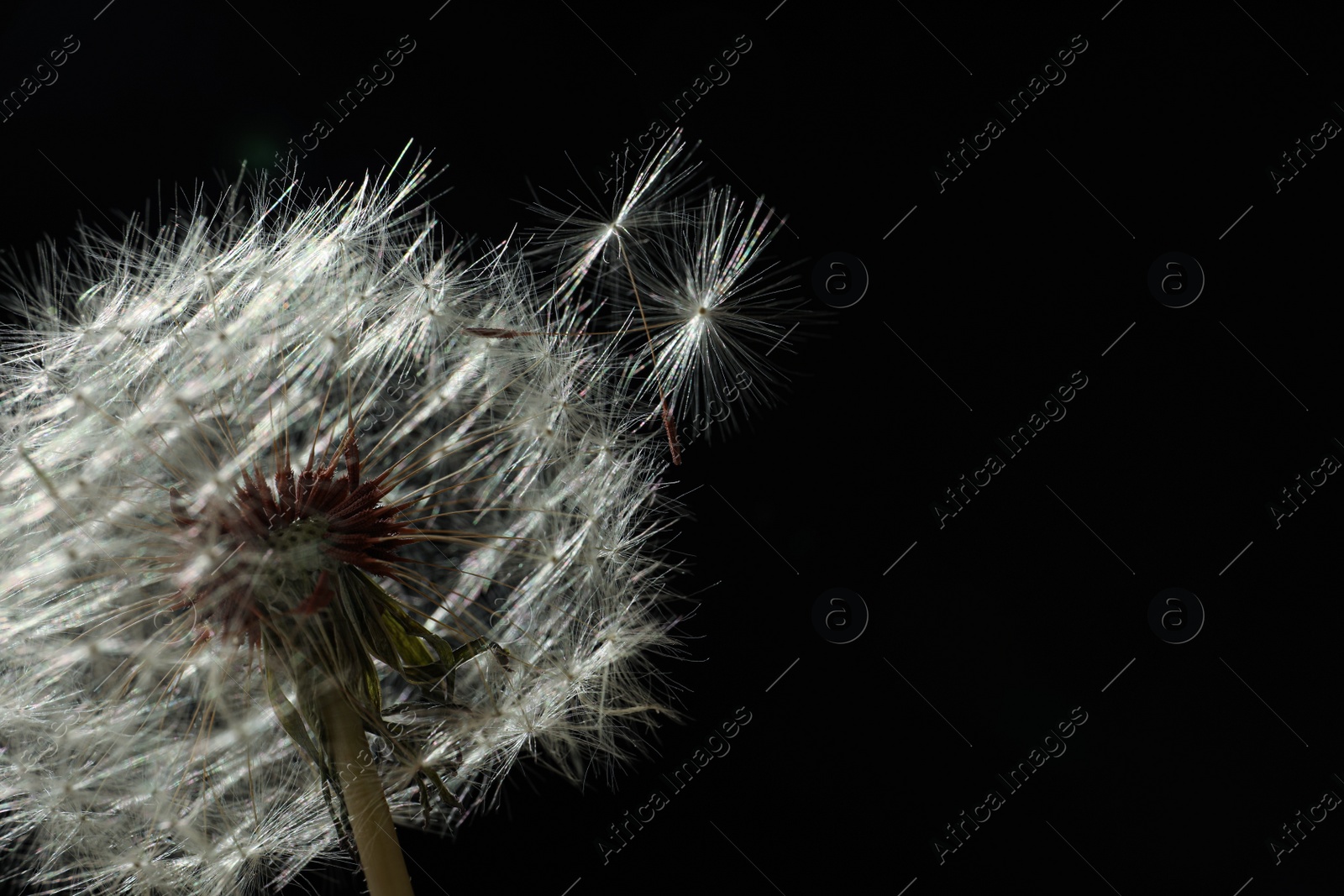 Photo of Beautiful dandelion flower on black background, closeup. Space for text