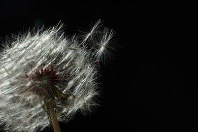 Beautiful dandelion flower on black background, closeup. Space for text