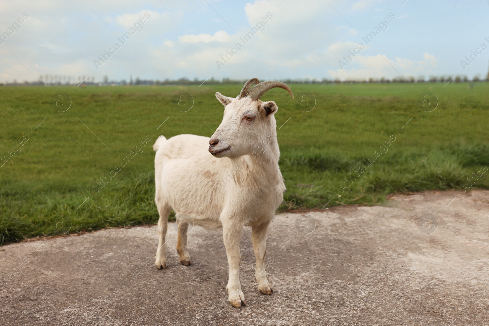 Photo of Beautiful white goat on asphalt road in countryside