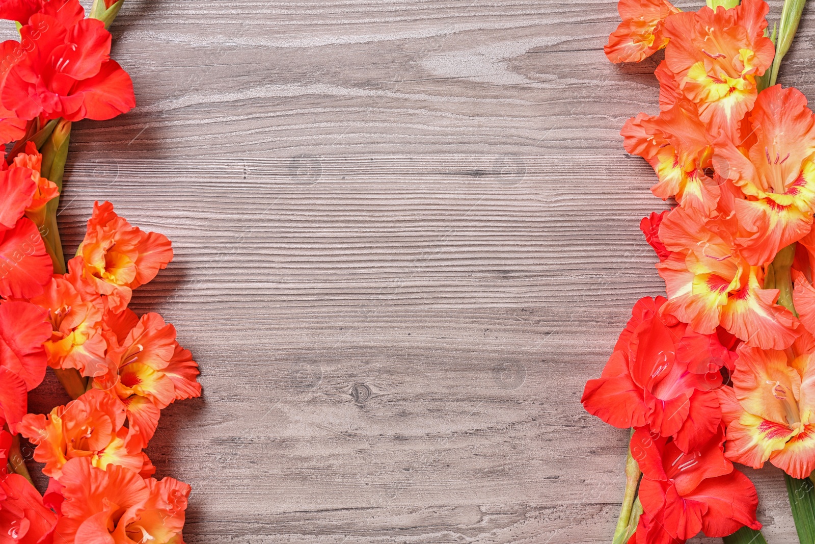 Photo of Flat lay composition with beautiful gladiolus flowers on wooden background. Space for text