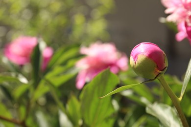 Photo of Beautiful pink peony bud outdoors, closeup. Space for text