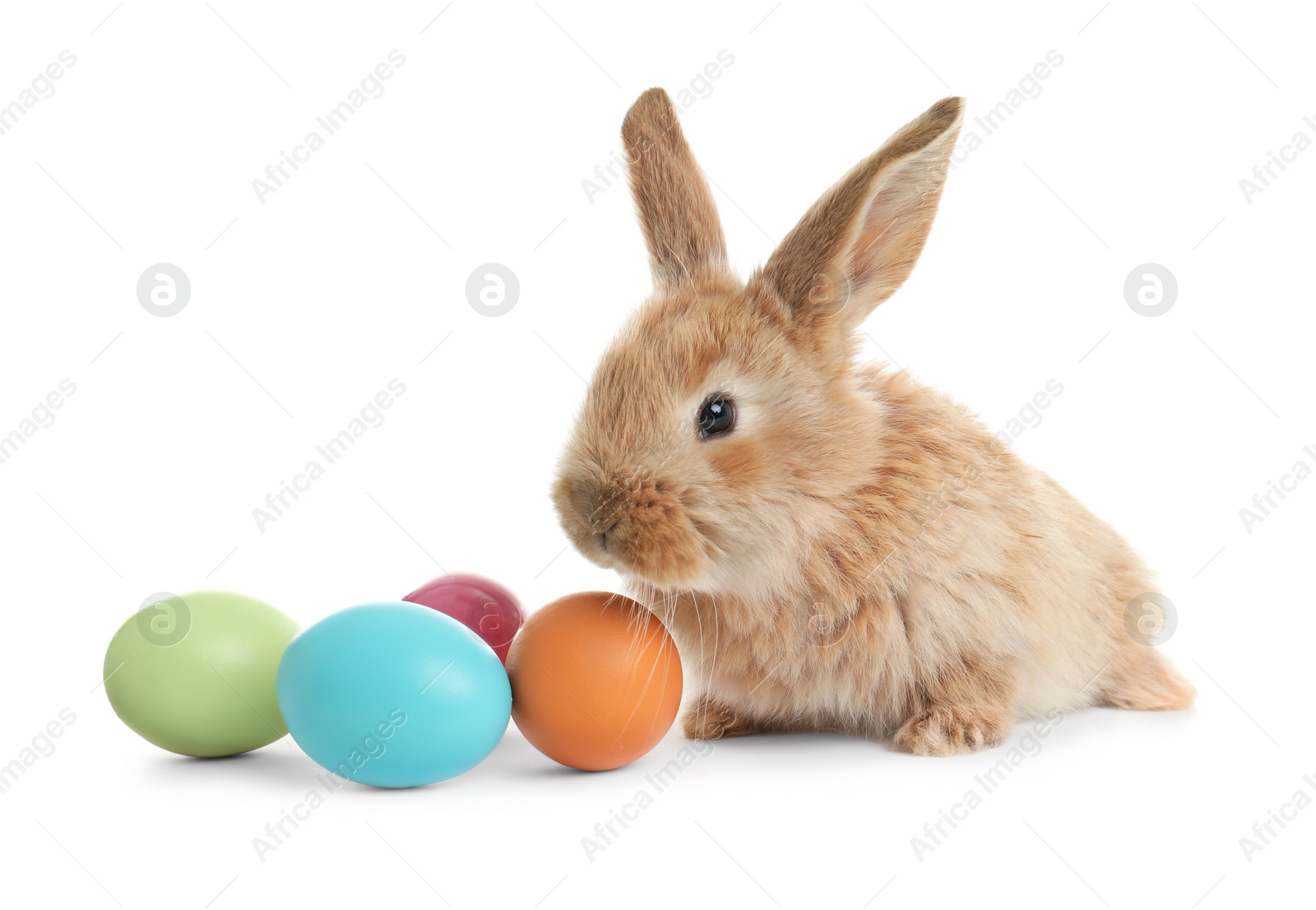 Photo of Adorable furry Easter bunny and colorful eggs on white background