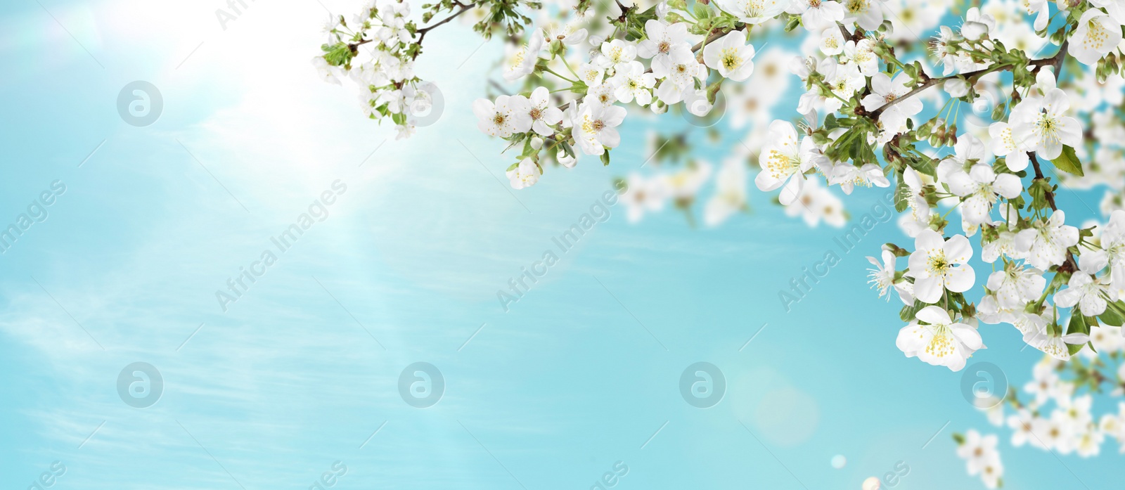 Image of Amazing spring blossom. Tree branches with beautiful flowers outdoors on sunny day, banner design