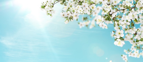 Image of Amazing spring blossom. Tree branches with beautiful flowers outdoors on sunny day, banner design