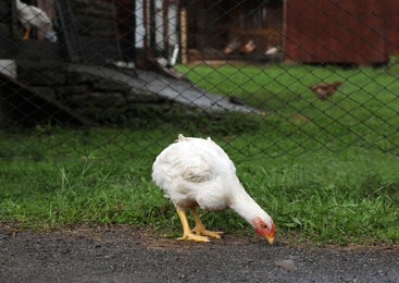 Photo of Cute white chicken near fence in yard