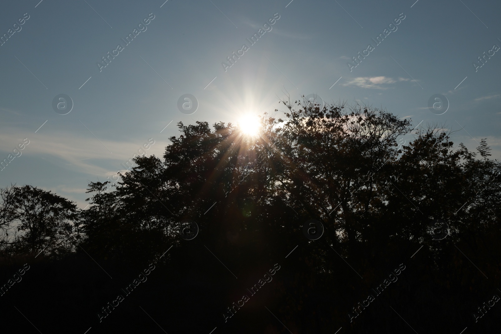 Photo of Silhouette of beautiful tree at sunset, low angle view