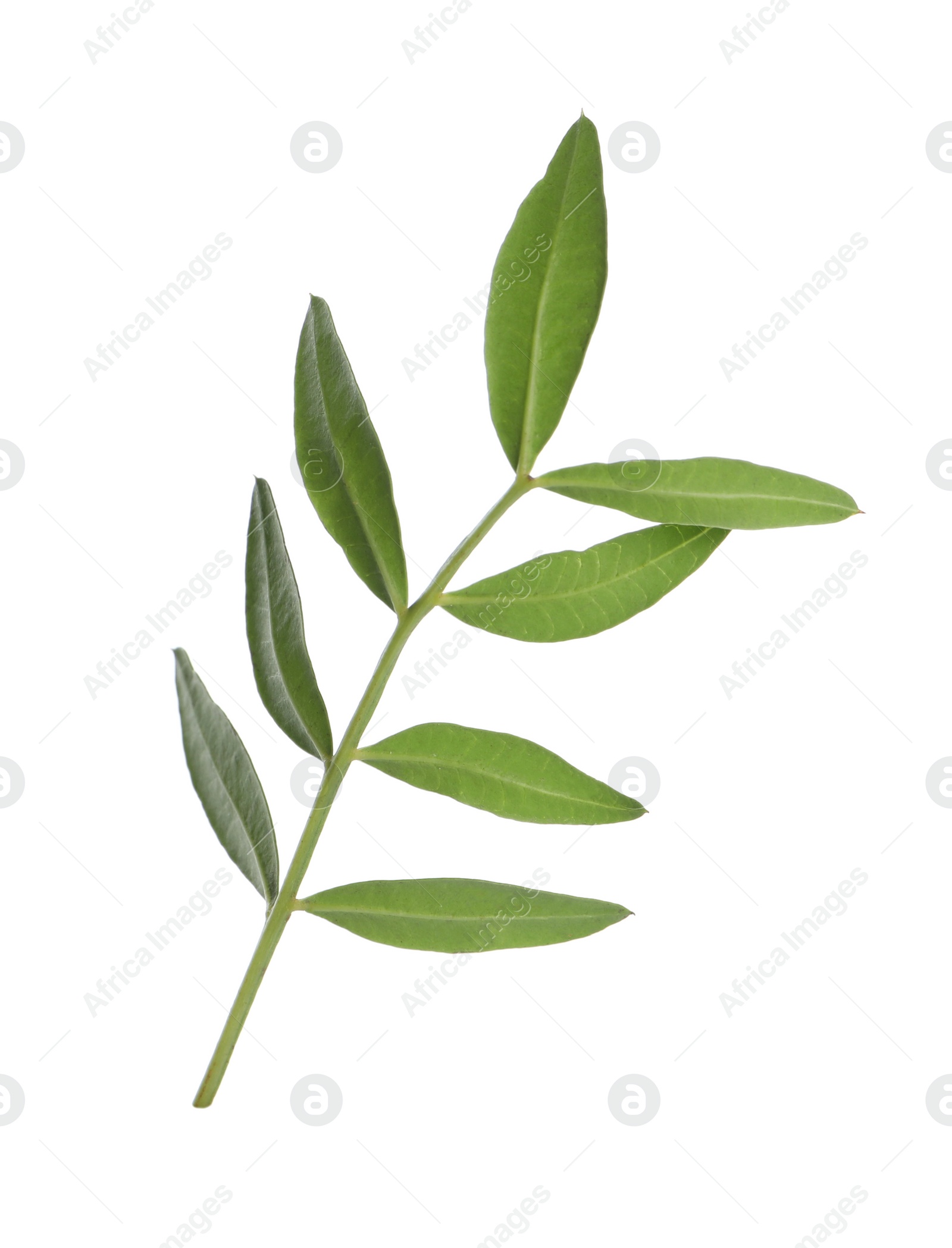 Photo of Branch with fresh green leaves isolated on white