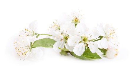 Photo of Beautiful spring blossoms with leaves isolated on white