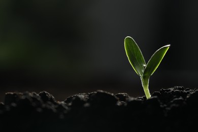 Photo of Young vegetable seedling growing in soil against dark background, space for text