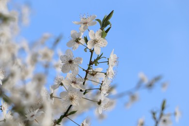 Photo of Cherry tree with white blossoms against blue sky, closeup. Spring season