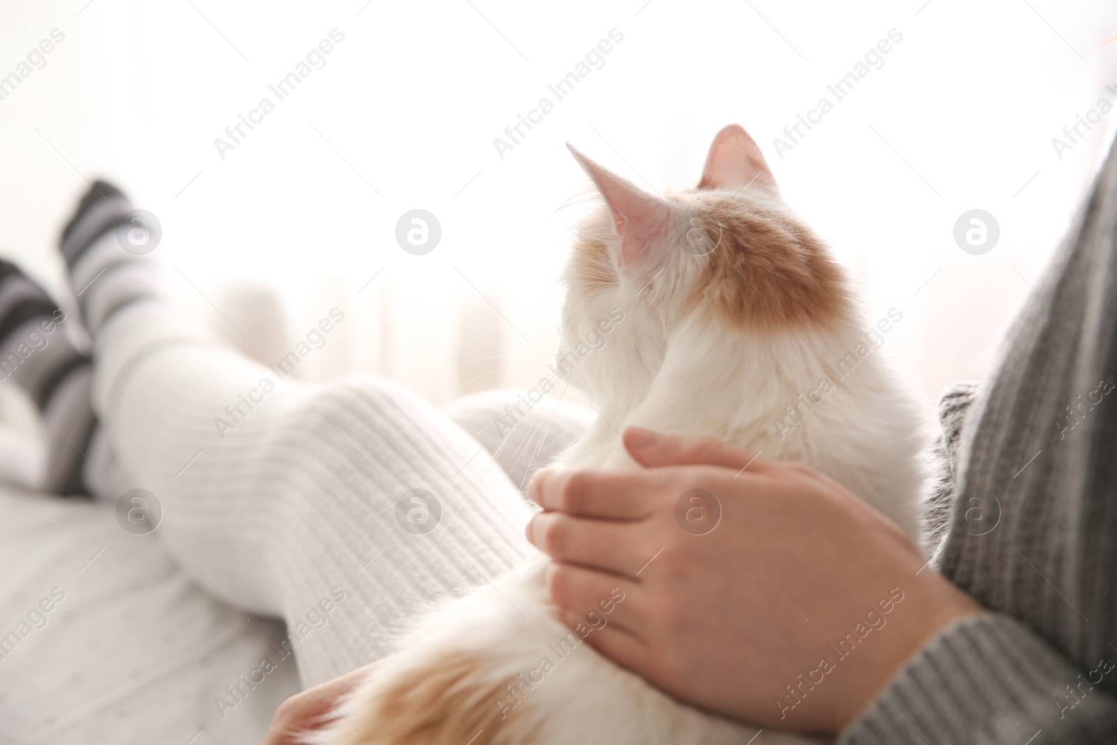 Photo of Woman with cute fluffy cat on blurred background, closeup