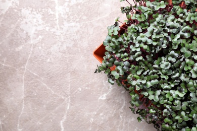 Fresh organic microgreen in pot on light grey table, top view. Space for text