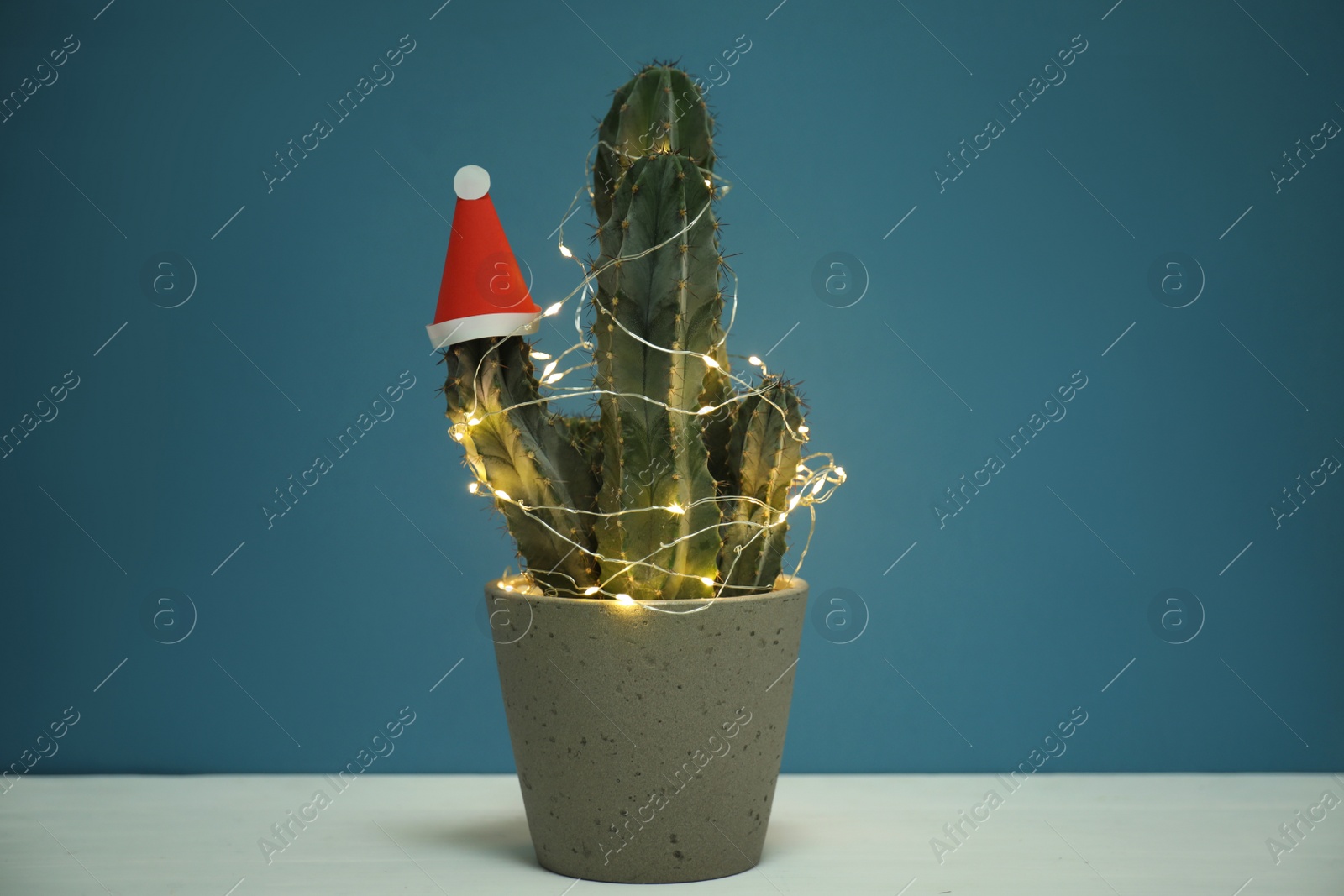 Photo of Cactus decorated with glowing fairy lights and santa hat on white table against blue background