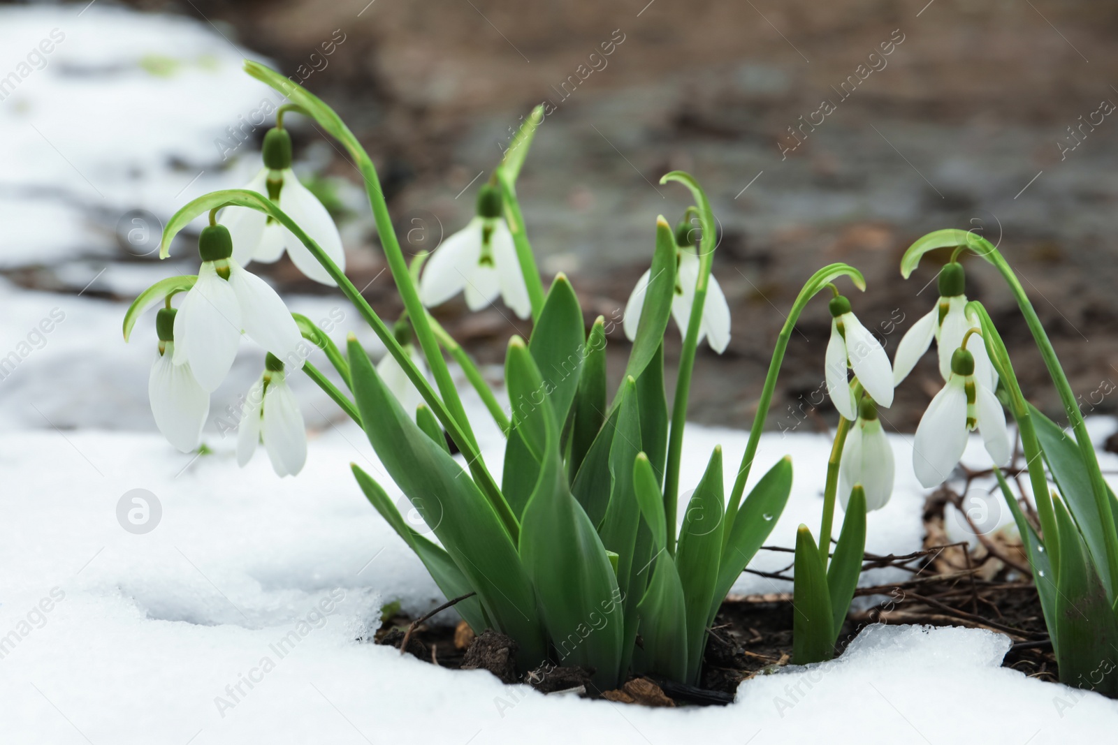 Photo of Beautiful blooming snowdrops growing outdoors. Spring flowers