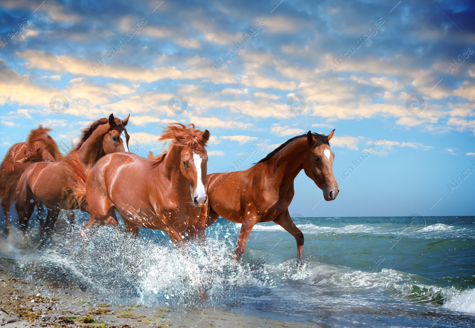 Image of Beautiful horses running on beach through sea water 