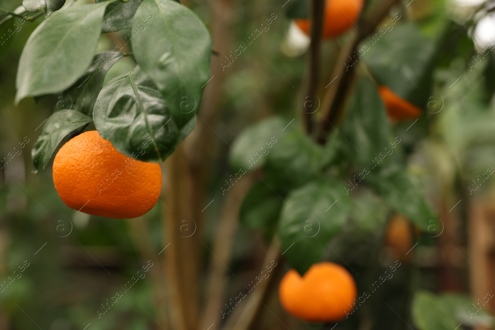 Photo of Tangerine tree with ripe fruits in greenhouse, space for text