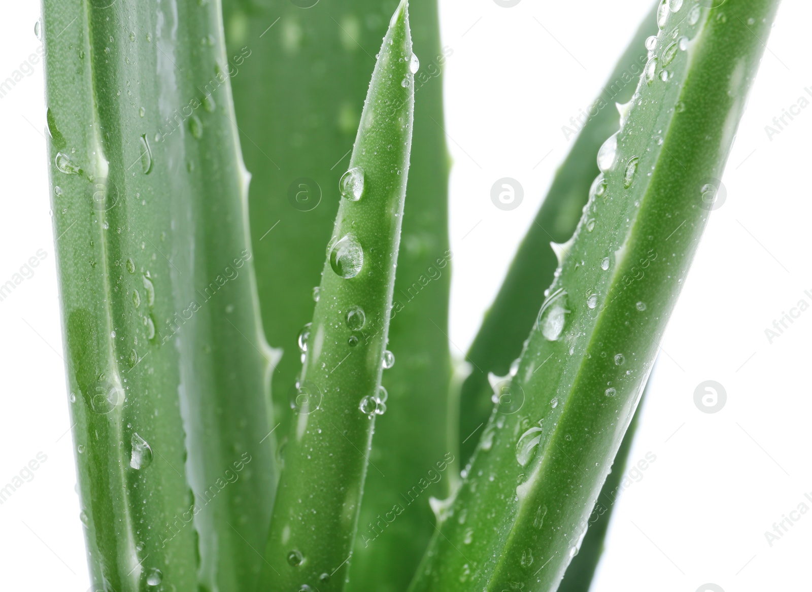 Photo of Leaves of aloe vera on white background, closeup