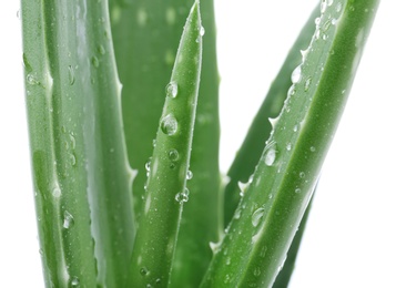 Photo of Leaves of aloe vera on white background, closeup