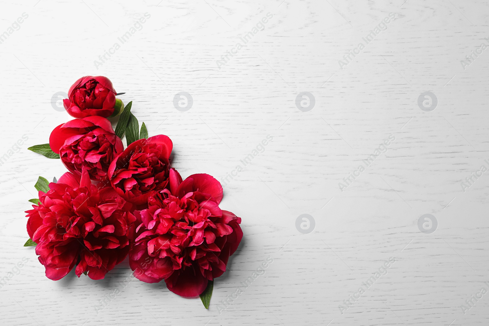 Photo of Beautiful blooming peony flowers on light background, top view