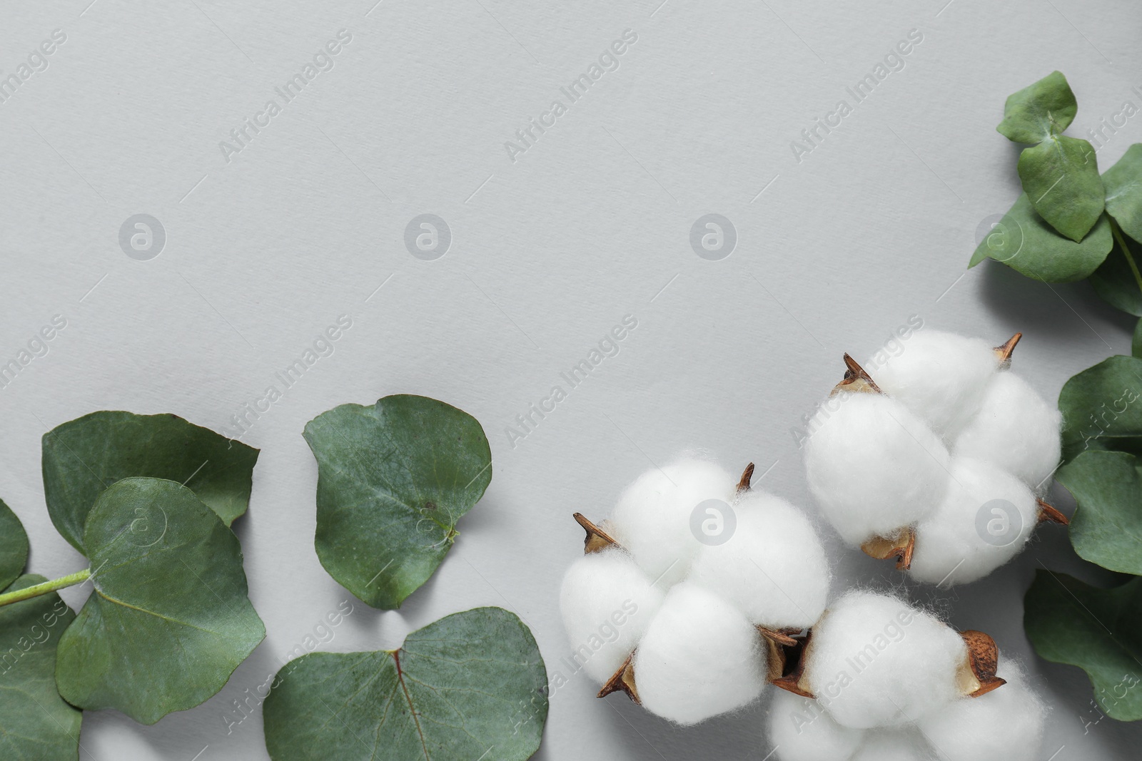 Photo of Cotton flowers and eucalyptus leaves on light grey background, flat lay. Space for text