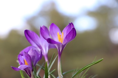 Fresh purple crocus flowers growing on blurred background