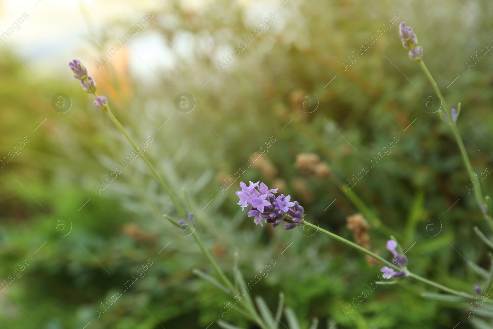 Photo of Beautiful lavender flower against blurred background, closeup view