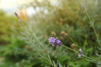 Photo of Beautiful lavender flower against blurred background, closeup view