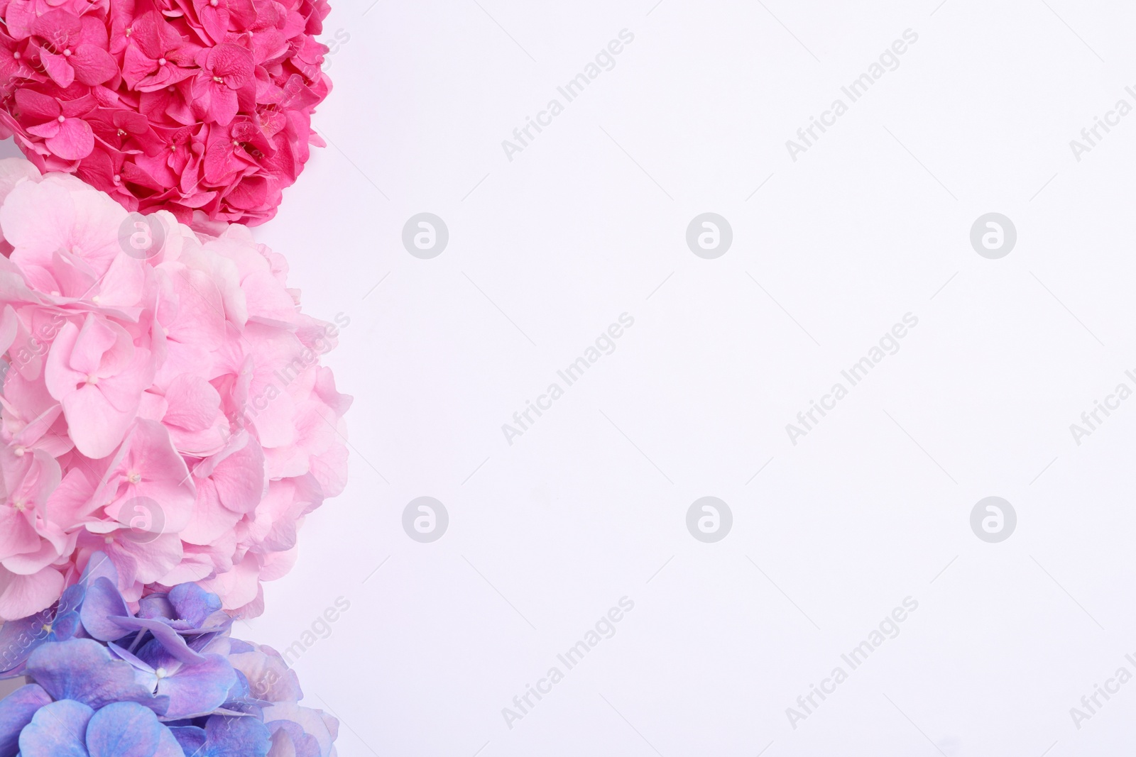 Photo of Beautiful hortensia flowers on light background, flat lay. Space for text