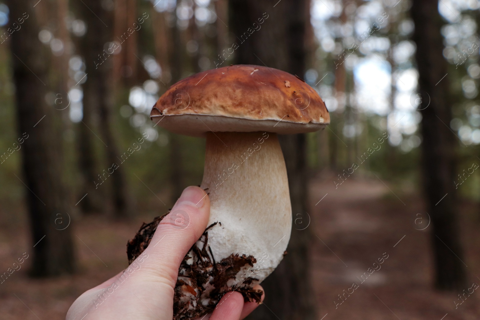 Photo of Woman holding beautiful mushroom in forest, closeup