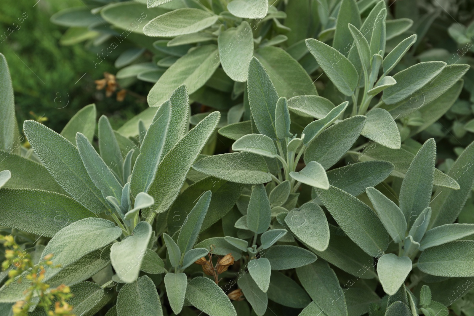 Photo of Beautiful sage with green leaves growing outdoors, closeup