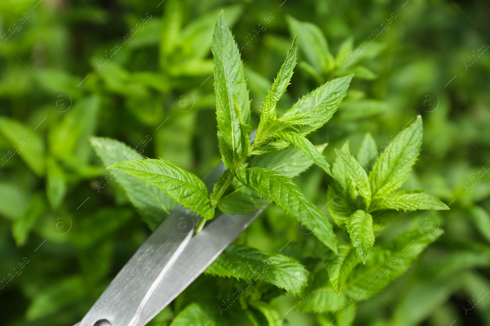 Photo of Cutting fresh green mint with scissors outdoors, closeup