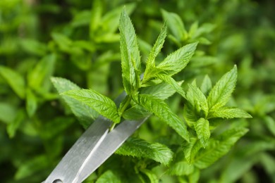 Photo of Cutting fresh green mint with scissors outdoors, closeup