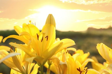 Beautiful bright yellow lilies growing at flower field, closeup