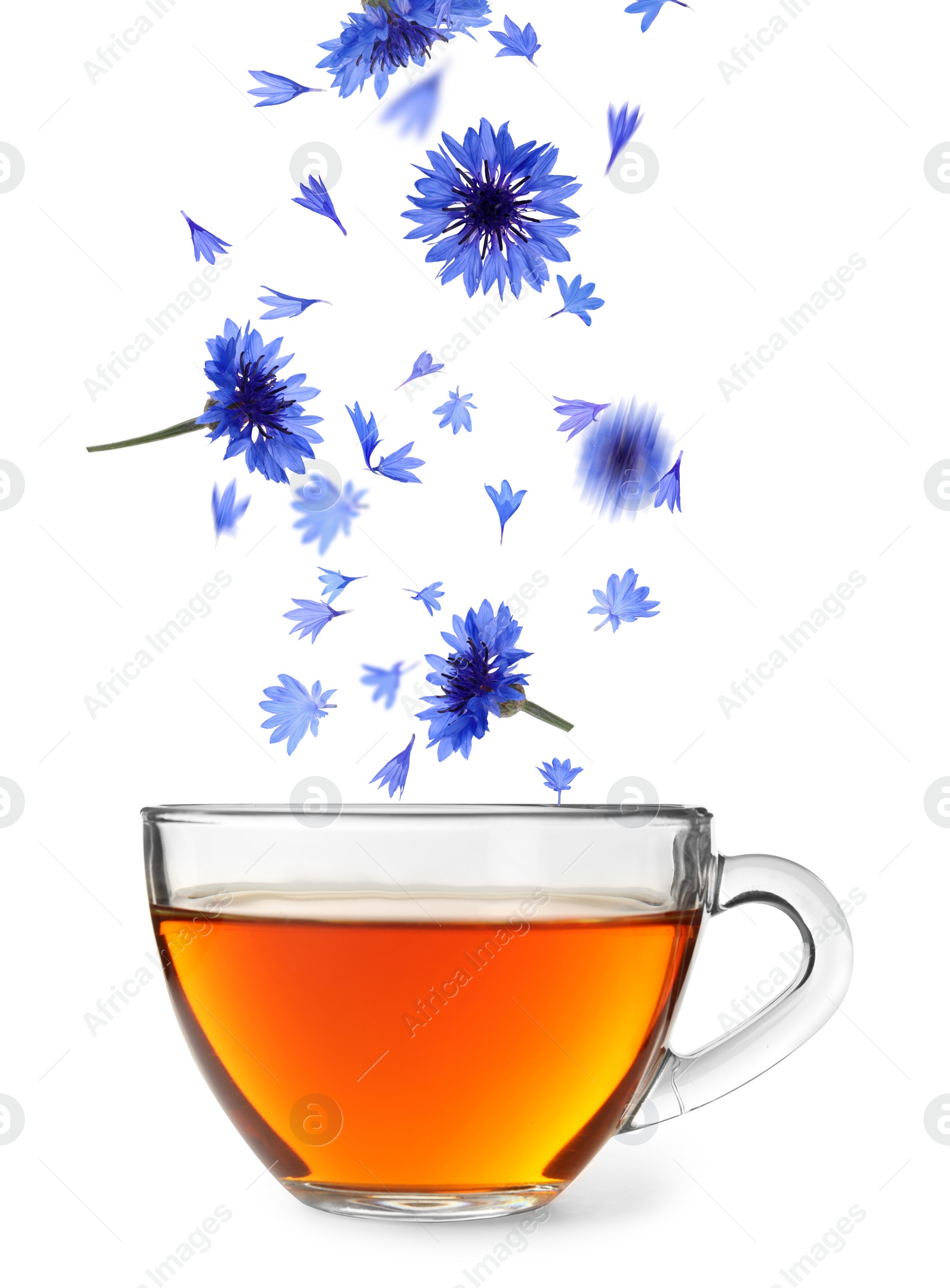 Image of Beautiful tender blue cornflower petals falling into cup of tea on white background