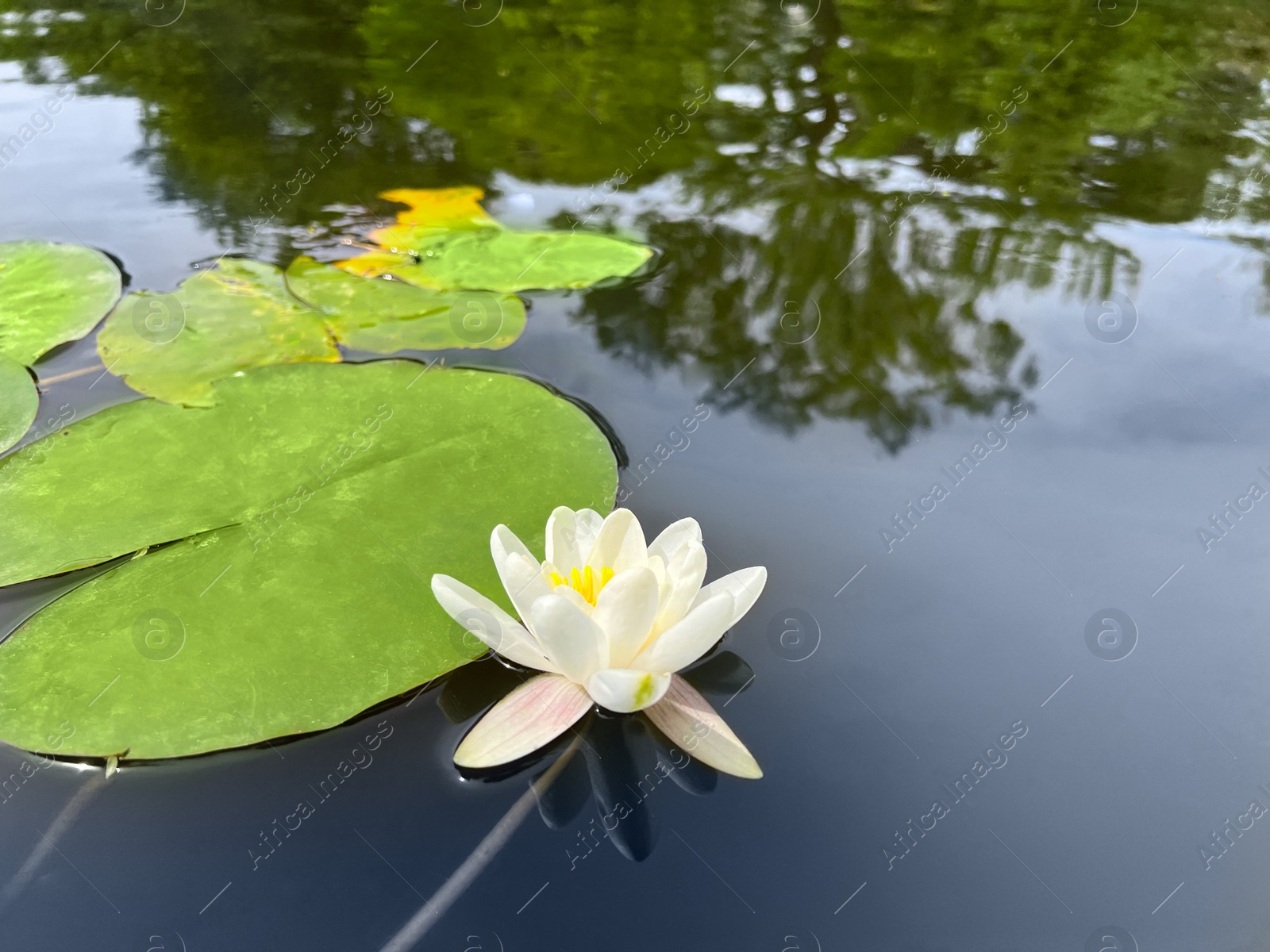 Photo of Beautiful city canal with white water lily flower and leaves on sunny day