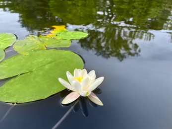 Beautiful city canal with white water lily flower and leaves on sunny day