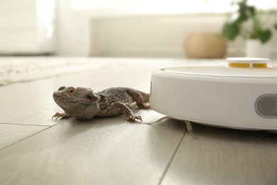 Photo of Robotic vacuum cleaner and bearded dragon lizard indoors